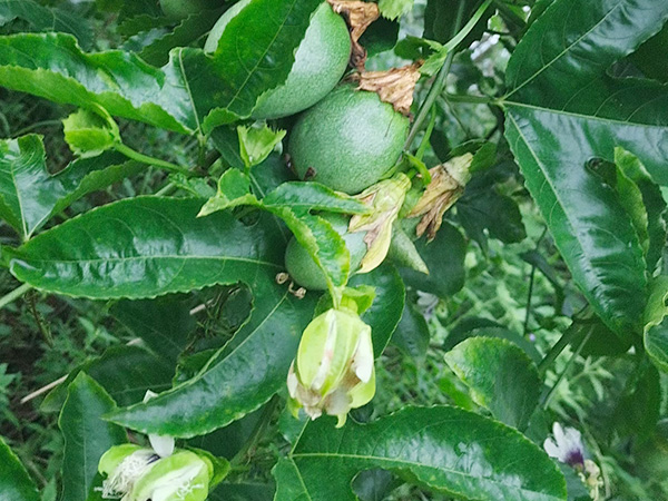 百香果