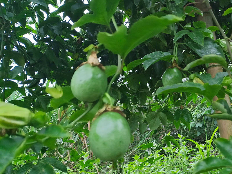 百香果
