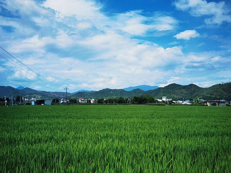 稻田02