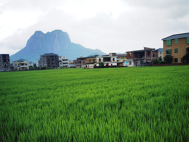 稻田03