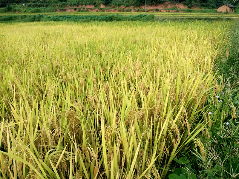 稻田04